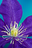Close-up of purple clematis