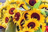 USA, Washington State, Seattle, Pike Place Market. Sunflowers for sale.