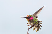 USA, Washington State. Adult male Anna's Hummingbird (Calypte anna) stretches and flashes his iridescent gorget.