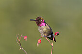 USA, Washington State. Adult male Anna's Hummingbird (Calypte anna) flashes his iridescent gorget.