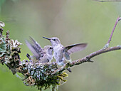 USA, Bundesstaat Washington. Annakolibri (Calypte anna): Junge im Nest schlagen mit den Flügeln und bereiten sich auf das Ausfliegen vor.