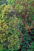 USA, Bundesstaat Washington, San Juan Island National Historical Park, English Camp, Pazifische Madronenbäume blühen neben Douglasien.