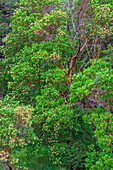 USA, Bundesstaat Washington, San Juan Island National Historical Park, English Camp, Pazifische Madronenbäume in voller Blüte.