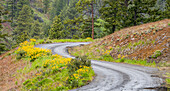 Forest road lined with wildflowers.
