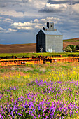 USA, Washington State, Palouse. Old silo with wildflowers in the foreground in the town of Wauconda in Eastern Washington.