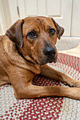 Portrait of a Red Fox (or Fox red) Labrador lying on the floor. (PR)