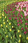Bundesstaat Washington, USA. Gelbe, violette und rosa Tulpen in Reihen.