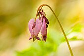 Issaquah, Bundesstaat Washington, USA. Pazifische Blutweiderich-Wildblumen.