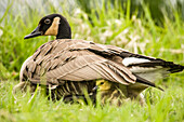 Canada Goose chicks hide under their mother's wings for warmth and protection at Ridgefield National Wildlife Refuge, Washington State, USA