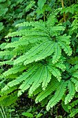 Olallie State Park, Washington State, USA. Maidenhair fern plants.
