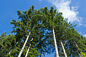 Squak Mountain State Park, Issaquah, Washington State, USA. Douglas fir trees, also known as Douglas Spruce and Oregon Pine.
