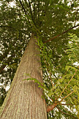Squak Mountain State Park, Washington State, USA. Low-angle view of a western redcedar tree.