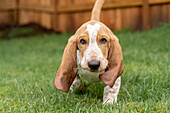 Renton, Washington State, USA. Three month old Basset Hound walking in his yard with some grass in his mouth. (PR)