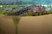 Issaquah, Washington, USA. A Pacific Tree tadpole which has sprouted legs and arms, but still has a tail. In an aquarium.