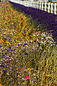 Port Angeles, Bundesstaat Washington. Blühende Wildblumen, Lavendel und ein weißer Lattenzaun