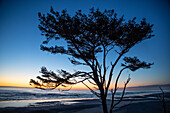 Kalaloch Beach, Olympic Peninsula, vom Winde verwehter Baum.