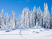 WA, Mount Baker Snoqualmie National Forest, schneebedeckte Tannen