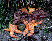WA, Olympic National Park, Shi-Shi Beach, Ochre Sea Stars and Green Sea Anemones (Large format sizes available)
