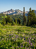 Bundesstaat Washington, Mount Rainier National Park, Tatoosh Range und Wildblumen