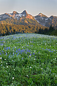 Bundesstaat Washington, Mount Rainier National Park, Tatoosh Range und Wildblumen