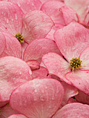 Washington State. Pink dogwood flowers