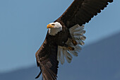 Bald Eagle flying