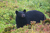 Black Bear, autumn rain