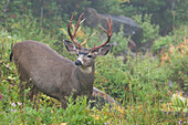Black-tailed Deer Buck