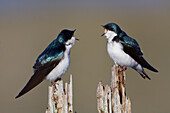 Tree Swallow pair