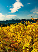USA, Washington State, Stevenson. Morning light on the changing fall colors of a Columbia River Gorge vineyard with Mt. Hood in the background.
