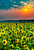 USA, Bundesstaat Washington, Pasco. Neblige Morgendämmerung auf einem Sonnenblumenfeld in Zentralwashington.