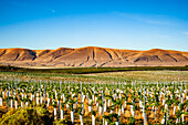 USA, Washington State, Red Mountain. New vine planting in a vineyard on Red Mountain.