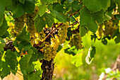 USA, Washington State, Pasco. Clusters of Sauvignon Blanc grapes.