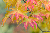 Washington State, Seattle. Kubota Garden, Autumn leaves