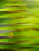 Fern abstract