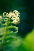 Garden Fern