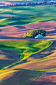 USA, Washington State, Palouse Country, Home stead in rolling Green hills of Wheat