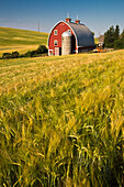 USA, Washington State, Red Barn in Field of Harvest Wheat