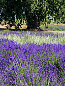 USA, Bundesstaat Washington, Sequim, Lavendelfeld in voller Blüte mit einsamem Baum