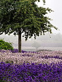 USA, Bundesstaat Washington, Sequim, Lavendelfeld in voller Blüte mit Einzelbaum