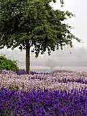 USA, Washington State, Sequim, Lavender Field in full boom with Lone Tree