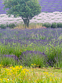 USA, Bundesstaat Washington, Sequim, Lavendelfeld in voller Ausdehnung mit Lone Tree