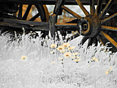 Wagon wheels with Spring wildflowers.