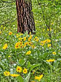 USA, Bundesstaat Washington, Ostkaskadengebirge, Ponderosa-Kiefer mit Frühlingsblühern