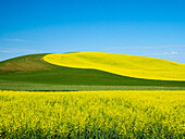USA, Washington State, Palouse. Field of canola and wheat in full bloom