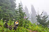 USA, Bundesstaat Washington, Mount Rainier National Park. Rußhühner im subalpinen Wald.