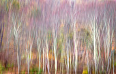 USA, West Virginia, Delaware Watergap Recreational Area. Forest abstract