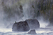 Felsbrocken im Frühnebel, Gibbon River, Yellowstone National Park, Wyoming