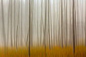 Blurred motion treatment of fallen ghost trees, Yellowstone National Park, Wyoming.