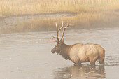 Bull Elk on foggy morning along Madison River, Yellowstone National Park, Wyoming.